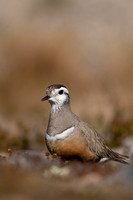 Dotterel, Mount Aliigas, Finland, June 2023