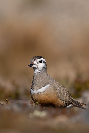 Dotterel, Mount Aliigas, Finland, June 2023