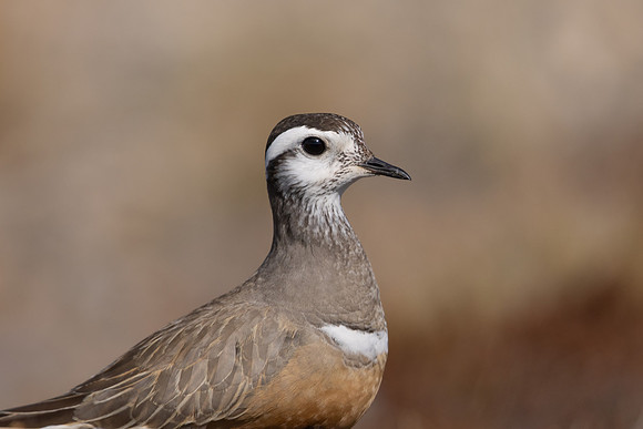 Dotterel, Mount Aliigas, Finland, June 2023