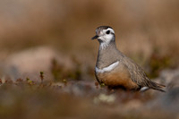 Dotterel, Mount Aliigas, Finland, June 2023