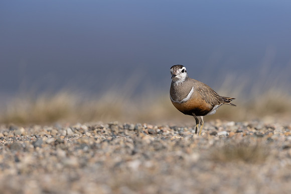 Dotterel, Mount Aliigas, Finland, June 2023