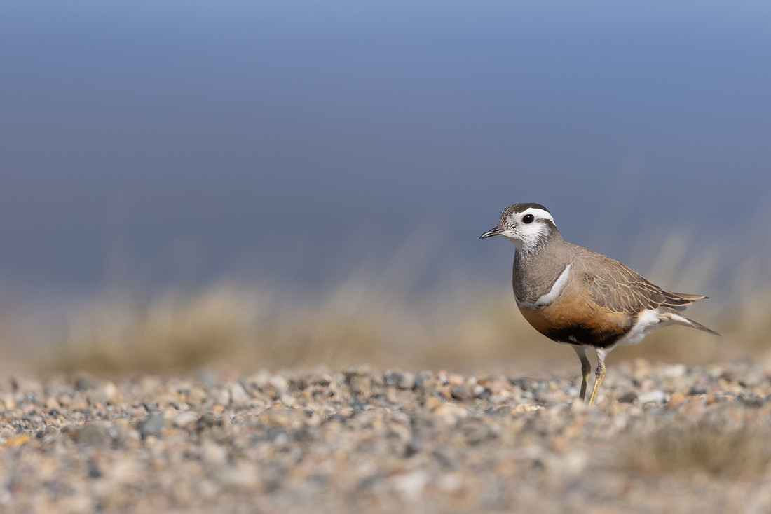 Dotterel, Mount Aliigas, Finland, June 2023