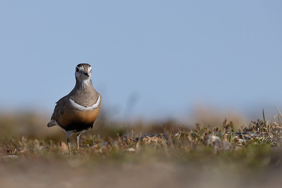 Dotterel, Mount Aliigas, Finland, June 2023