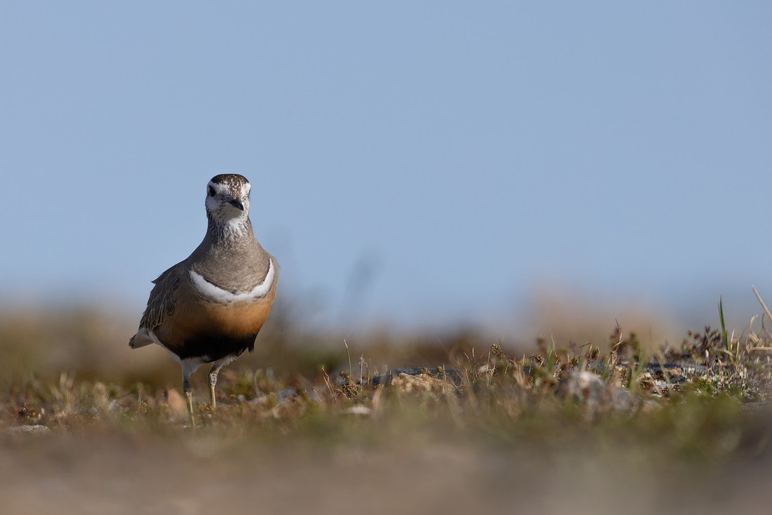 Dotterel, Mount Aliigas, Finland, June 2023