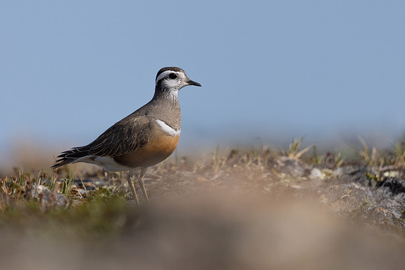 Dotterel, Mount Aliigas, Finland, June 2023