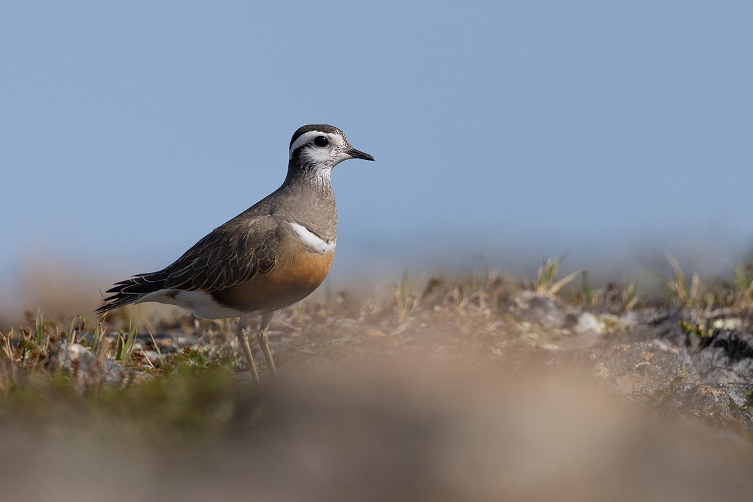 Dotterel, Mount Aliigas, Finland, June 2023
