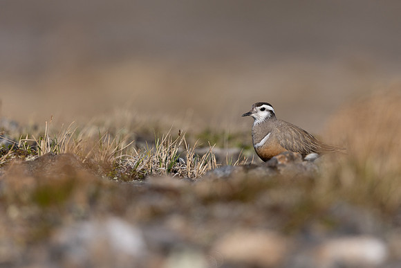 Dotterel, Mount Aliigas, Finland, June 2023