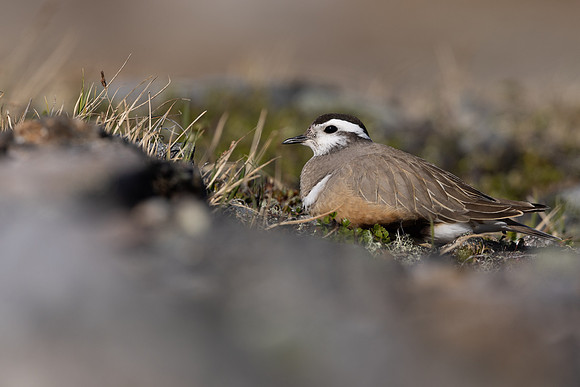 Dotterel, Mount Aliigas, Finland, June 2023