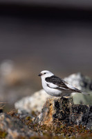 Snow Bunting, Mount Aliigas, Finland, June 2023
