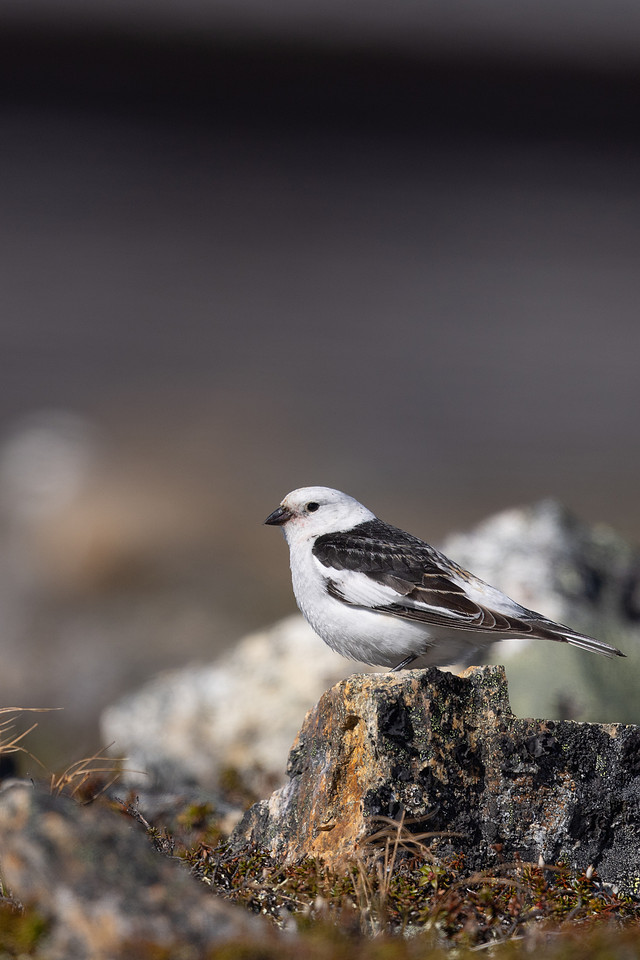 Snow Bunting, Mount Aliigas, Finland, June 2023