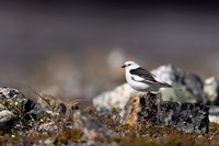 Snow Bunting