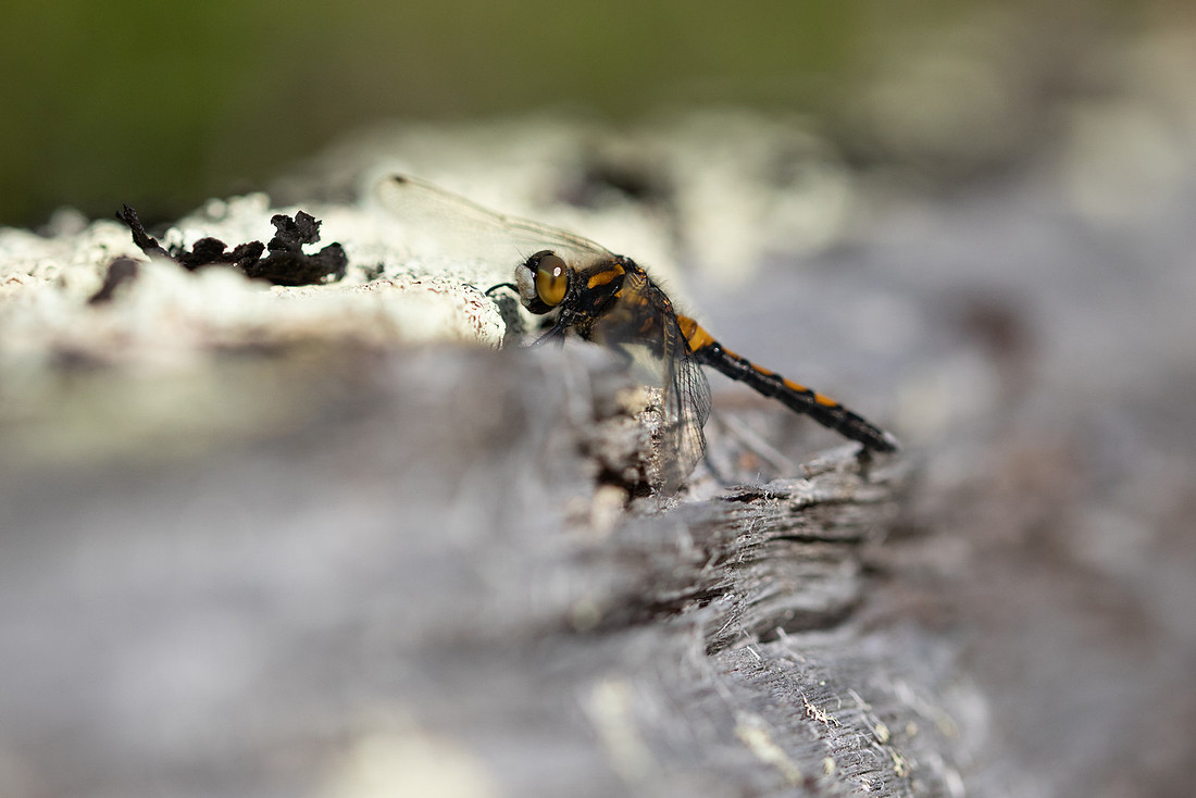 Northern White-faced Darter, Finland, June 2023
