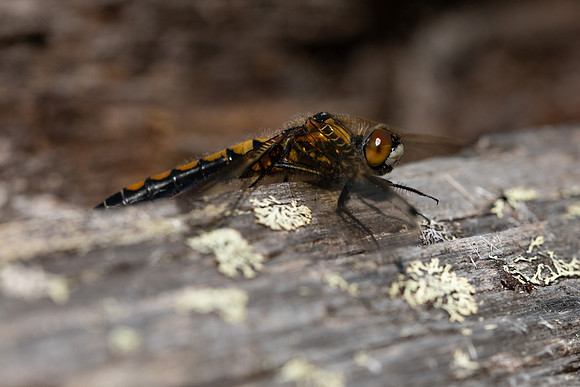 Northern White-faced Darter, Finland, June 2023