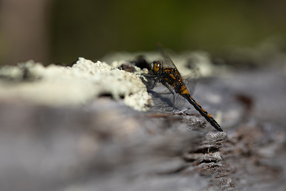 Northern White-faced Darter, Finland, June 2023