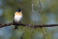 Brambling, Norway, June 2023