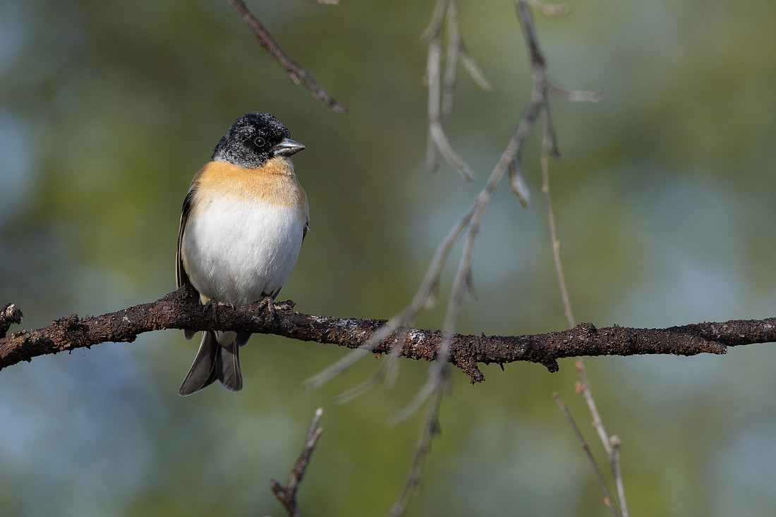 Brambling, Norway, June 2023