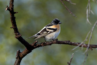 Brambling, Norway, June 2023