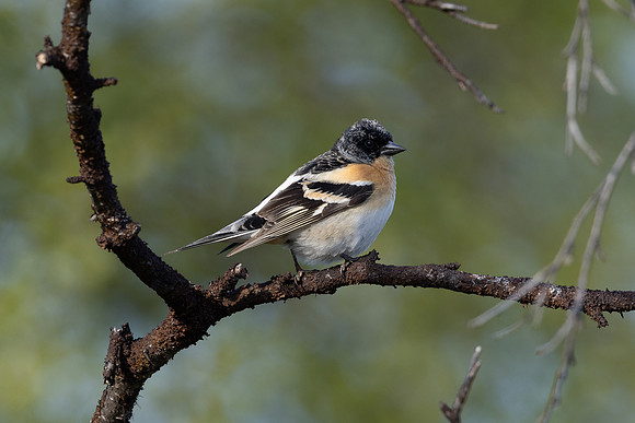 Brambling, Norway, June 2023