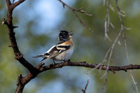 Brambling, Norway, June 2023