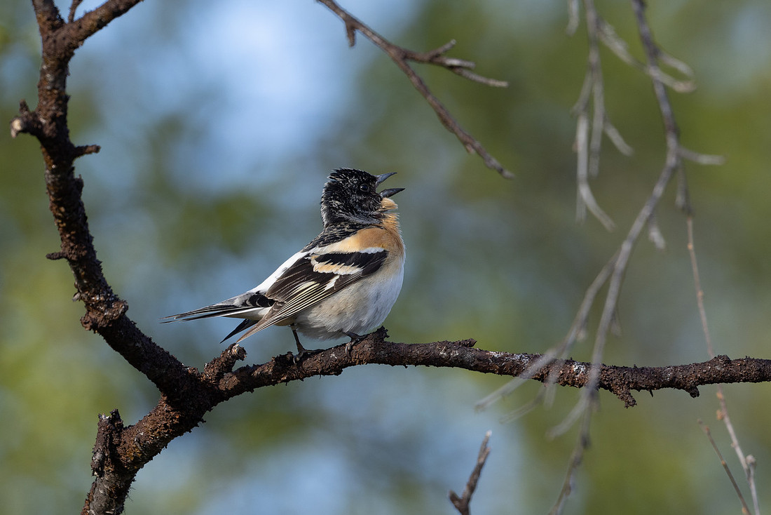Brambling, Norway, June 2023