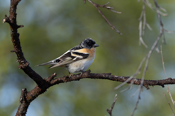 Brambling, Norway, June 2023