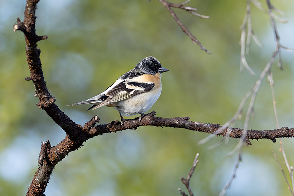 Brambling, Norway, June 2023