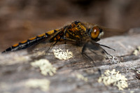 Northern White-faced Darter, Finland, June 2023