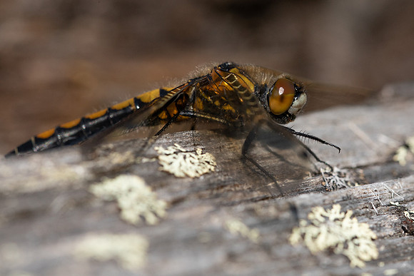 Northern White-faced Darter, Finland, June 2023