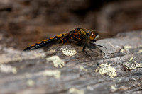 Northern White-faced Darter, Finland, June 2023
