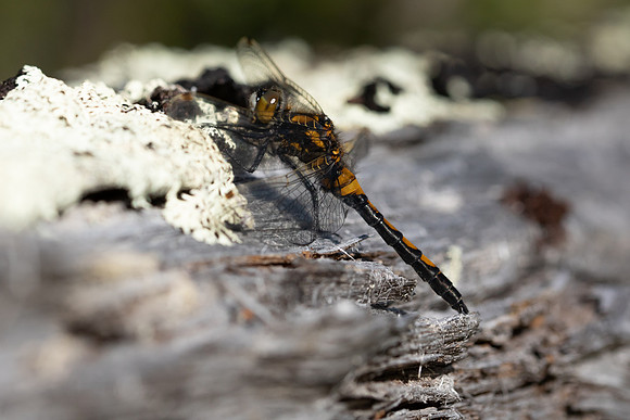 Northern White-faced Darter, Finland, June 2023