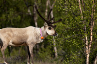 Reindeer
