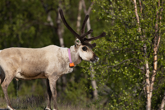 Reindeer, Finland, June 2023