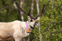 Reindeer, Finland, June 2023
