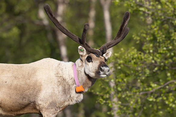 Reindeer, Finland, June 2023
