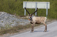 Reindeer, Finland, June 2023
