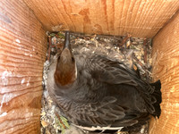 Smew, Kaamanen, Finland, June 2023