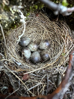 Meadow Pipit, Skallelv Neset, Norway, June 2023