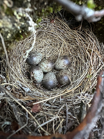 Meadow Pipit, Skallelv Neset, Norway, June 2023
