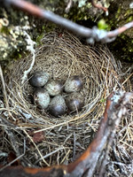 Meadow Pipit, Skallelv Neset, Norway, June 2023