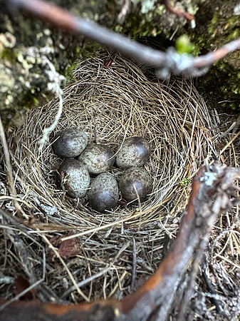 Meadow Pipit, Skallelv Neset, Norway, June 2023