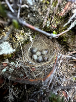 Meadow Pipit, Skallelv Neset, Norway, June 2023