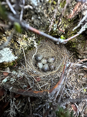 Meadow Pipit, Skallelv Neset, Norway, June 2023