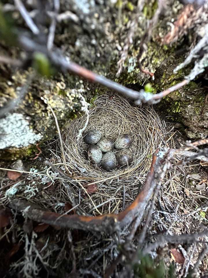Meadow Pipit, Skallelv Neset, Norway, June 2023