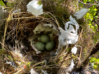 Brambling, Kaamanen, Finland, June 2023
