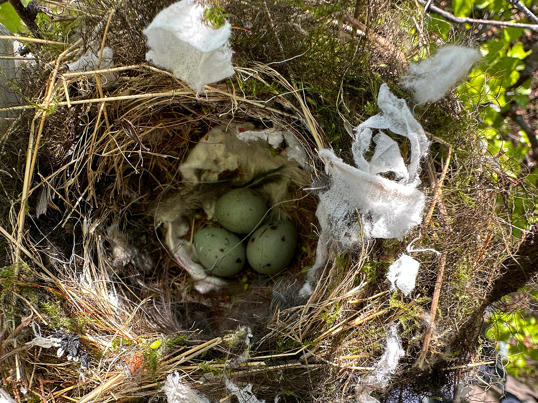 Brambling, Kaamanen, Finland, June 2023