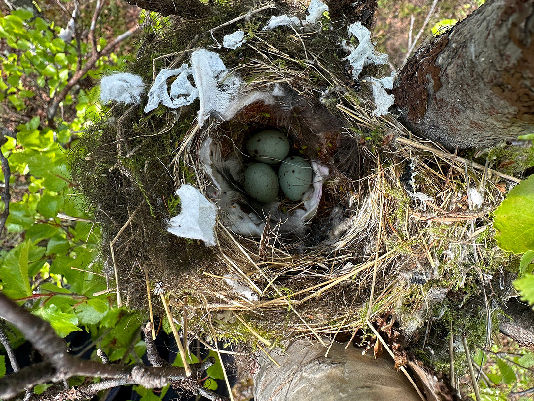 Brambling, Kaamanen, Finland, June 2023