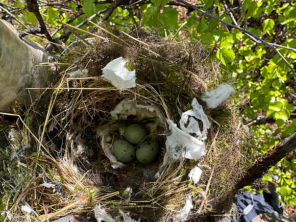 Brambling, Kaamanen, Finland, June 2023