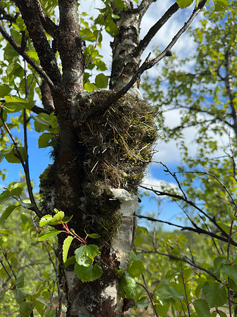 Brambling, Kaamanen, Finland, June 2023