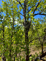 Brambling, Kaamanen, Finland, June 2023