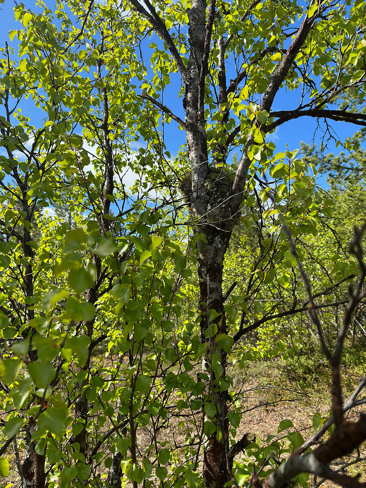 Brambling, Kaamanen, Finland, June 2023
